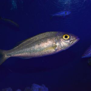 Golden eye jobfish (Pristipomoides flavipinnis)