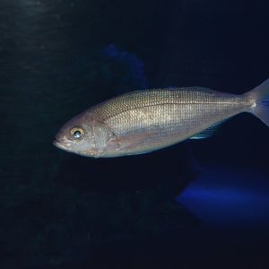 Lavender jobfish (Pristipomoides sieboldii)