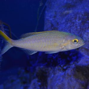 Goldflag jobfish (Pristipomoides auricilla)