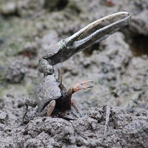 Fiddler crab