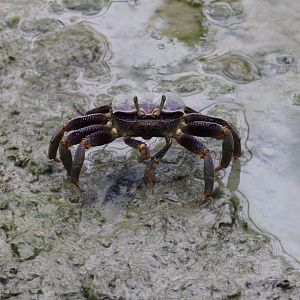 Fiddler crab
