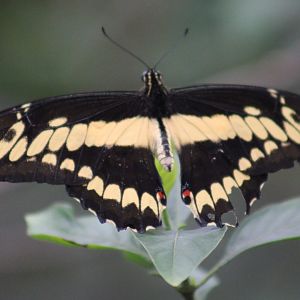 King swallowtail - Papilio thoas