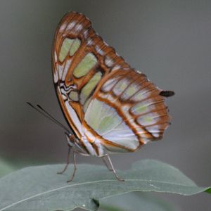Malachite butterfly - Siproeta stelenes