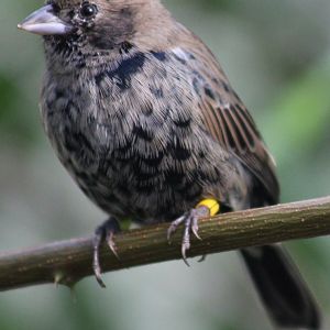 Blue-backed grassquit