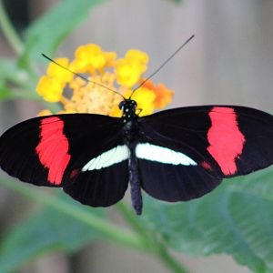 Passiflora butterfly