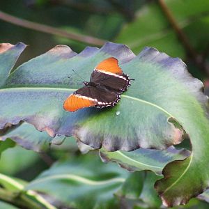 Butterfly-species