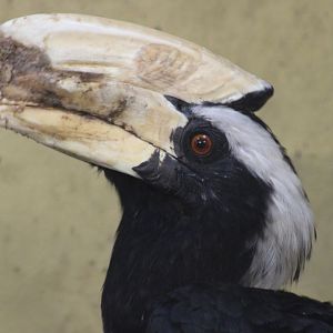 Black hornbill