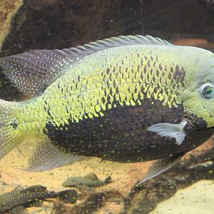 Pantano cichlid - Cincelichthys pearsei