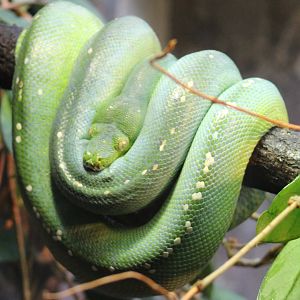 Green tree python