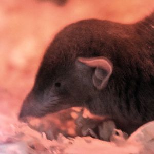 Asian house shrew (Suncus murinus)