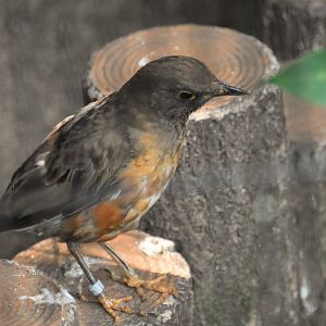 Brown headed thrush (Turdus chrysolaus)