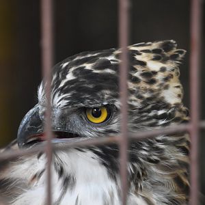 Mountain hawk eagle (Nisaetus nipalensis)