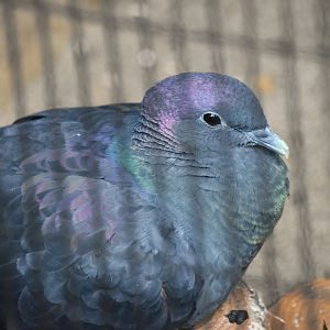 Japanese woodpigeon (Columba janthina)
