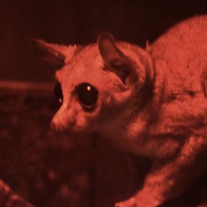 Demidoff's bushbaby (Galagoides demidovii)