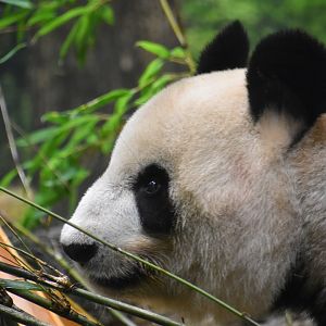 Giant panda (Ailuropoda melanoleuca)