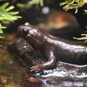 Tohoku salamander (Hynobius lichenatus)