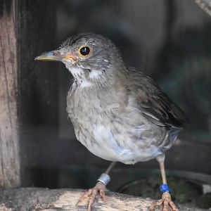 Pale thrush (Turdus pallidus)