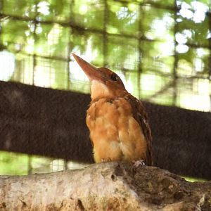 Ruddy kingfisher (Halycon coromanda)