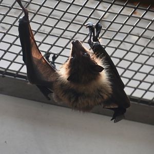 Ryukyu flying fox (Pteropus dasymallus inopinatus)
