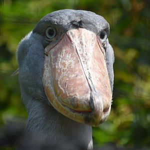 Shoebill (Balaeniceps rex)