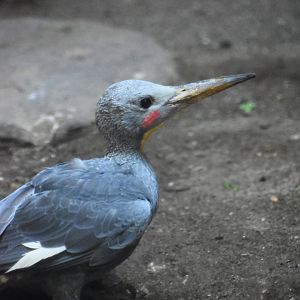 Great slaty woodpecker (Mulleripicus pulverulentus)