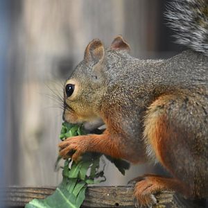 Japanese squirrel (Sciurus lis)