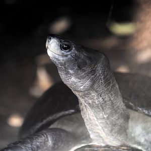Sri Lankan black turtle (Melanochelys trijuga thermalis)