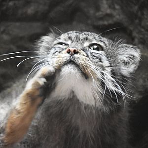 Pallas's cat (Otocolobus manul)