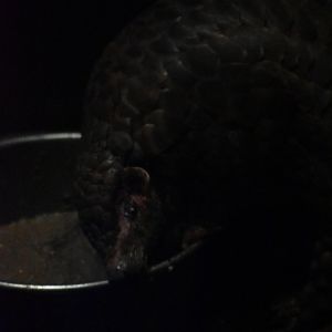 Chinese pangolin (Manis pentadactyla)