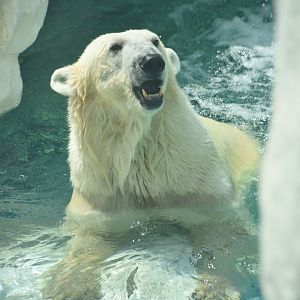 Polar bear (Ursus maritimus)