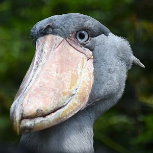 Shoebill (Balaeniceps rex)