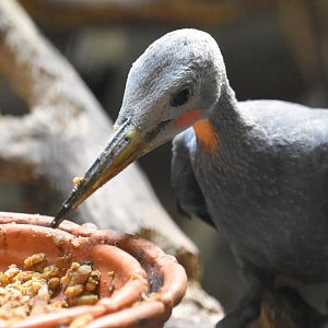 Great slaty woodpecker (Mulleripicus pulverulentus)