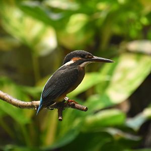 Bengal kingfisher (Alcedo atthis bengalensis)