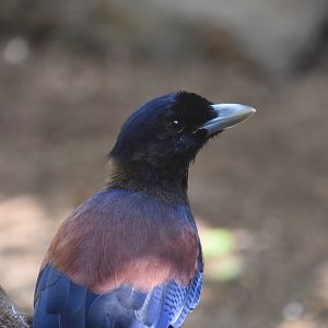 Lidth's jay (Garrulus lidthi)