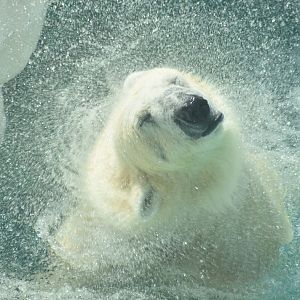 Polar bear (Ursus maritimus)