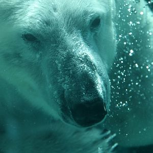 Polar bear (Ursus maritimus)