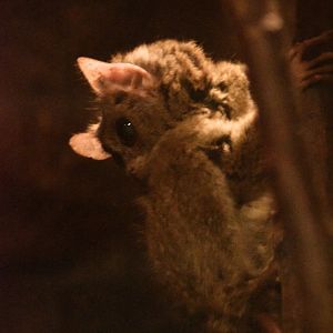 Spectral tarsier (Tarsius tarsier)