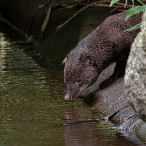 Marsh mongoose (Atilax paludinosus)