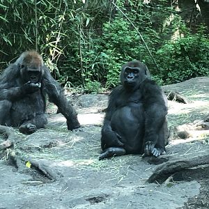 Congo Gorilla Forest, Western Lowland Gorilla
