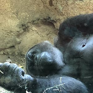 Congo Gorilla Forest, Western Lowland Gorilla