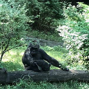 Congo Gorilla Forest, Western Lowland Gorilla
