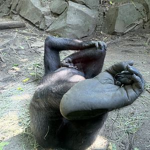 Congo Gorilla Forest, Western Lowland Gorilla