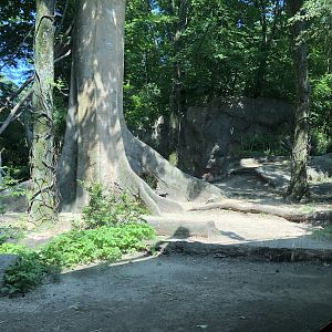 Congo Gorilla Forest, part of the Gorilla exhibit