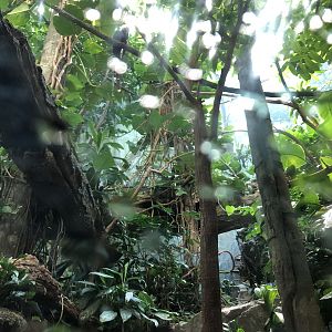 Congo Gorilla Forest, Congo aviary