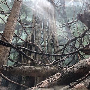 Congo Gorilla Forest, Guenon exhibit