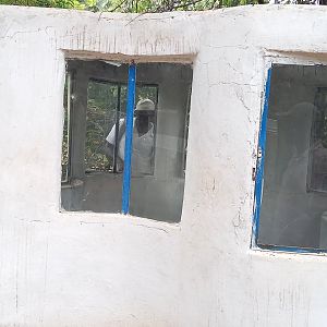 Enclosure Spitting cobra