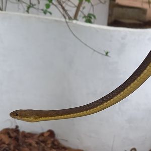 Beauty sandsnake - Psammophis elegans