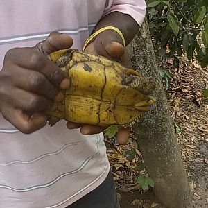 Bell's hinge-back tortoise