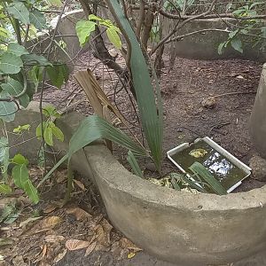 Enclosure Bell's hinge-back tortoise