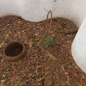 Beauty sandsnake enclosure